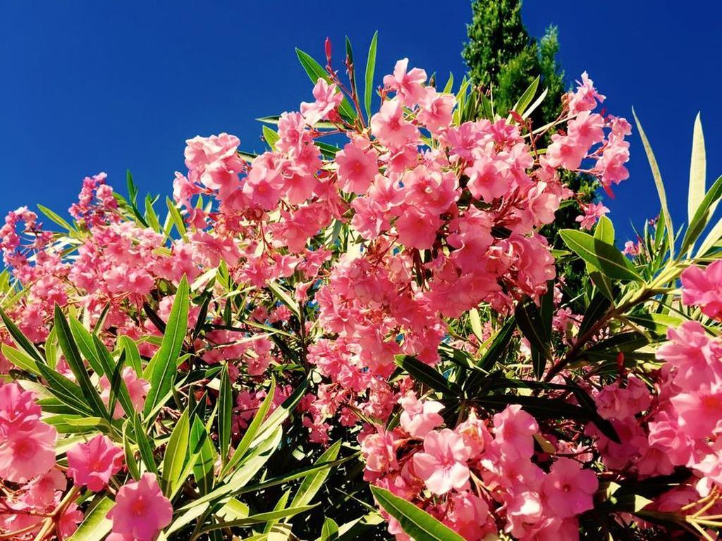 Domaine De L'aufrene Bed & Breakfast 3*