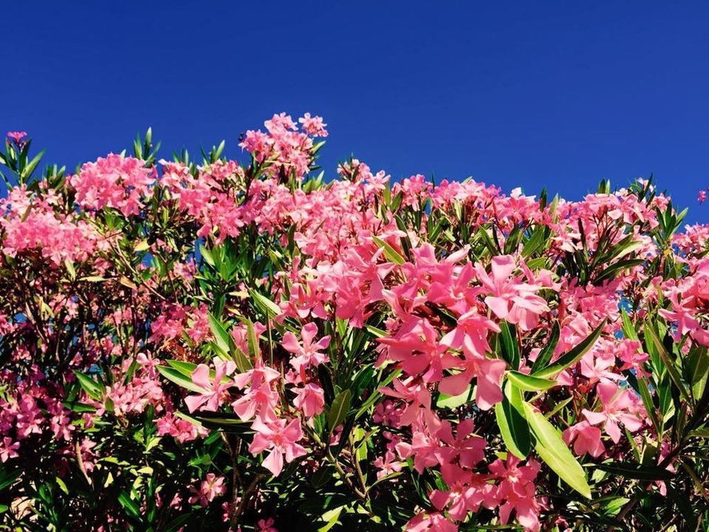 Bed & Breakfast Domaine De L'aufrene 3*